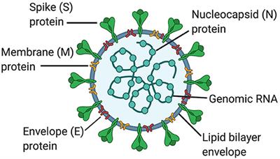 Frontiers | The Inflammasome in Times of COVID-19