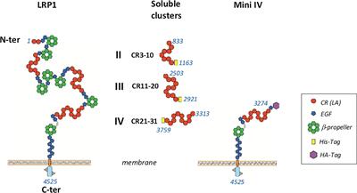 Frontiers | Complement C1q Interacts With LRP1 Clusters II and IV ...