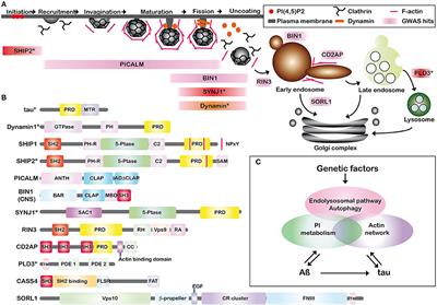 Frontiers | Alzheimer's Disease: Tau Pathology and Dysfunction of ...