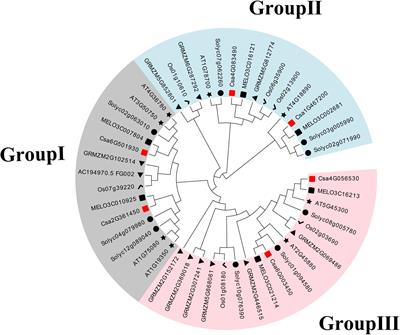 Frontiers Genome Wide Identification And Comprehensive Analyses Of