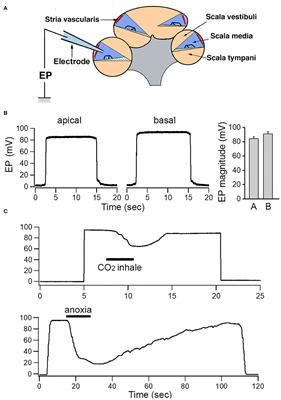 Frontiers | Endolymphatic Potential Measured From Developing and Adult ...