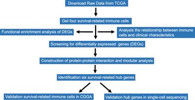 Frontiers | Identification of Immune Cell Infiltration and Immune ...