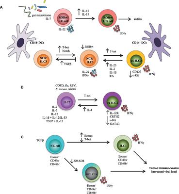 Frontiers | Cytokine-Mediated Regulation of Innate Lymphoid Cell ...