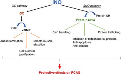 Frontiers Inhaled Gases As Therapies For Post Cardiac Arrest Syndrome A Narrative Review Of Recent Developments Medicine