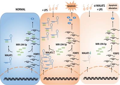 Frontiers | Knockdown of lncRNA MALAT1 Alleviates LPS-Induced Acute ...