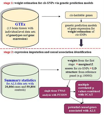 Frontiers Multiple Tissue Integrative Transcriptome Wide Association Studies Discovered New Genes Associated With Amyotrophic Lateral Sclerosis Genetics