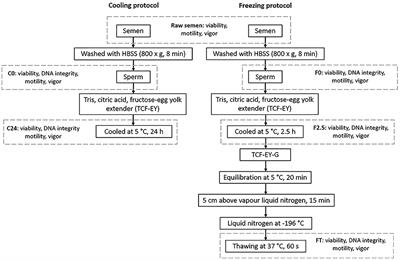 Frontiers Effect Of Cooling And Freezing On Llama Lama Glama Sperm Ultrastructure Veterinary Science