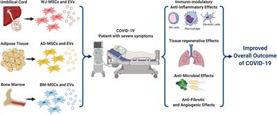 Frontiers | Mesenchymal Stem Cells and Their Extracellular Vesicles: A ...