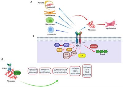 Frontiers | Pivotal Role of TGF-β/Smad Signaling in Cardiac Fibrosis ...