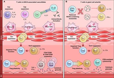 Frontiers | T Cells in Autoimmunity-Associated Cardiovascular Diseases