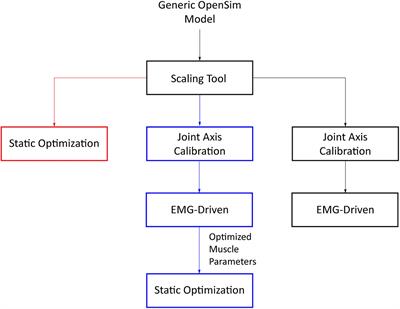 Frontiers | Musculoskeletal Model Personalization Affects Metabolic ...