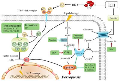 Frontiers | Mechanism of Ferroptosis and Its Relationships With Other ...