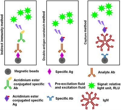 Frontiers | Potential False-Positive and False-Negative Results for ...