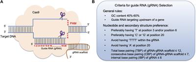 Frontiers Crispr Cas9 Genome Editing Technology A Valuable Tool For Understanding Plant Cell Wall Biosynthesis And Function Plant Science