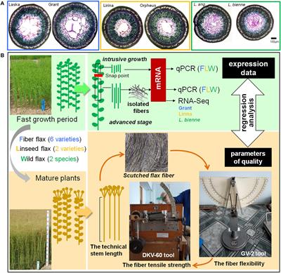 Frontiers  The Toolbox for Fiber Flax Breeding: A Pipeline From Gene  Expression to Fiber Quality