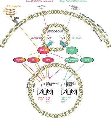 Frontiers | CpG Adjuvant in Allergen-Specific Immunotherapy: Finding ...