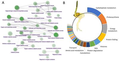 Proteome Analysis of Metabolic Proteins (pI 4–7) in Barley (Hordeum  vulgare) Malts and Initial Application in Malt Quality Discrimination