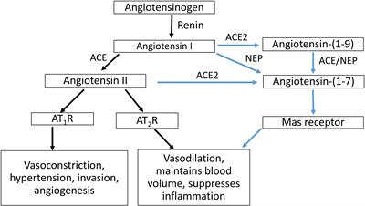 Frontiers | Angiotensin Converting Enzyme 2 (ACE2) in Pregnancy ...