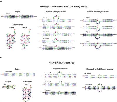 Frontiers Activity Of Human Apurinic Apyrimidinic Endonuclease Ape1 Toward Damaged Dna And Native Rna With Non Canonical Structures Cell And Developmental Biology