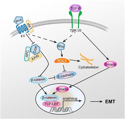 Frontiers | Therapeutic Potential of Exosomes in Pulmonary Fibrosis