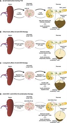 Frontiers | Chemokines as Drivers of the Autoimmune Destruction in Type ...