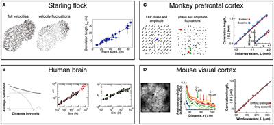 Dynamics of Visual Perceptual Decision-Making in Freely Behaving