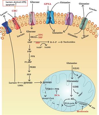 Frontiers | Metabolic Reprogramming Induces Immune Cell Dysfunction in ...