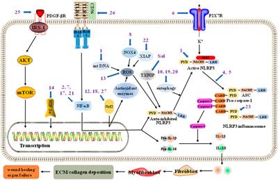 Frontiers | Natural Products that Target the NLRP3 Inflammasome to ...