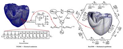 KIT - About Us - Team - Researchers - Modeling, Simulation and Optimization  of the Contraction of the Human Heart