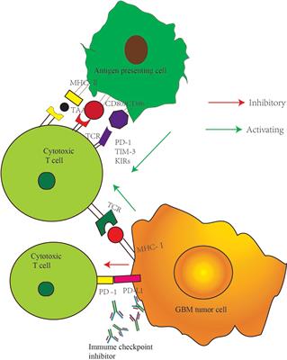 Frontiers | Treatment Progress of Immune Checkpoint Blockade Therapy ...