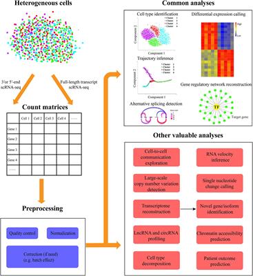 Frontiers  Single-cell detection of primary transcripts, their