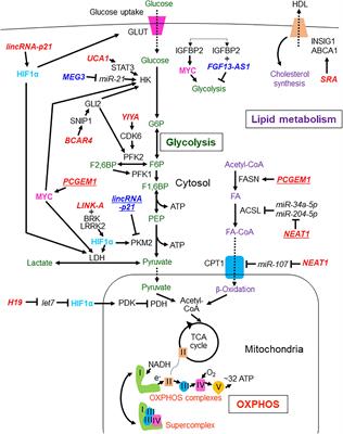 Frontiers | Long Non-coding RNAs Involved in Metabolic Alterations in ...