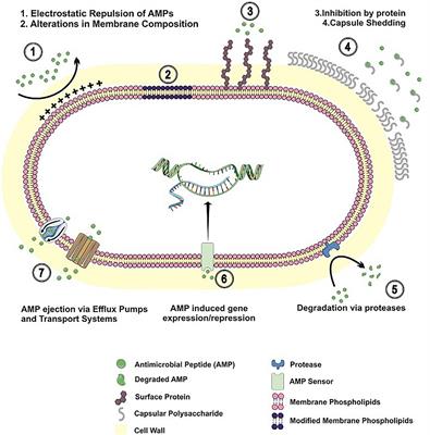 Frontiers | Resistance Mechanisms to Antimicrobial Peptides in Gram ...