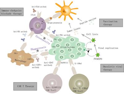 Frontiers | Glioblastoma Immunotherapy Targeting the Innate Immune ...