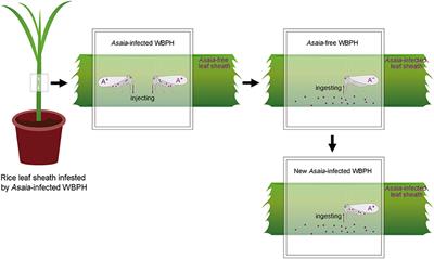 Frontiers | Plant-Mediated Horizontal Transmission of Asaia Between ...