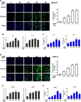 Frontiers | Carnosine Stimulates Macrophage-Mediated Clearance of ...