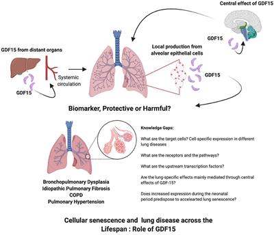 Frontiers | Role of Growth Differentiation Factor 15 in Lung Disease ...