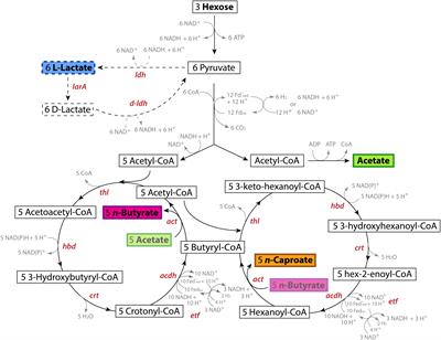 Frontiers | The Isolate Caproiciproducens sp. 7D4C2 Produces n-Caproate ...