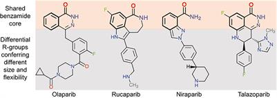 Frontiers | Nanoparticle Formulations of Poly (ADP-ribose) Polymerase ...