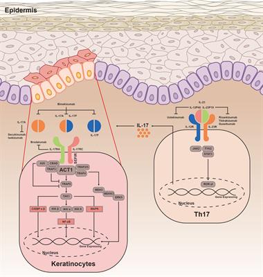 Frontiers | The IL-23/IL-17 Pathway in Inflammatory Skin Diseases: From ...