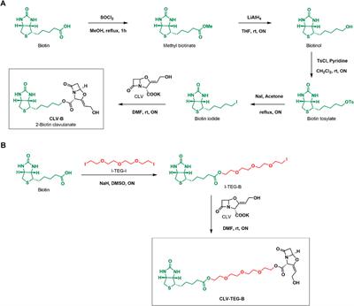 Frontiers | Biotin-Labelled Clavulanic Acid to Identify Proteins Target ...