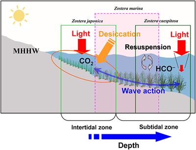 Frontiers  Growth and Photoacclimation Strategies of Three Zostera Species  Along a Vertical Gradient: Implications for Seagrass Zonation Patterns