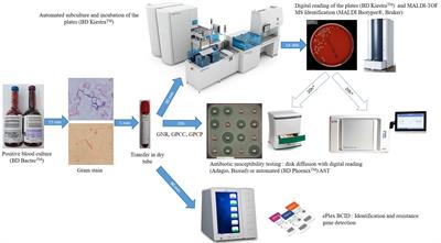 Frontiers | Evaluation of Microbiological Performance and the Potential ...