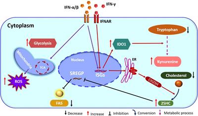 High body temperature increases gut microbiota-dependent host resistance to  influenza A virus and SARS-CoV-2 infection