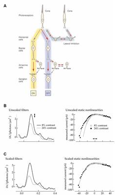 Frontiers | High Contrast Allows the Retina to Compute More Than Just ...