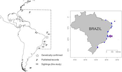 Frontiers Traditional Knowledge Aids Description When Resolving The Taxonomic Status Of Unsettled Species Using Classical And Molecular Taxonomy The Case Of The Shallow Water Octopus Callistoctopus Furvus Gould 1852 From The Western