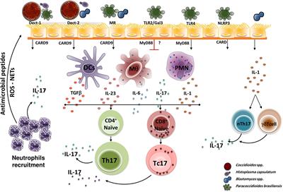 Frontiers | The Role of the Interleukin-17 Axis and Neutrophils in the ...