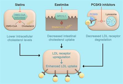 Frontiers Pcsk9 Inhibition Insights From Clinical Trials And Future Prospects Physiology