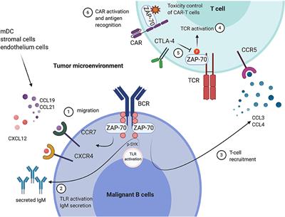 Frontiers | ZAP-70 Shapes the Immune Microenvironment in B Cell ...