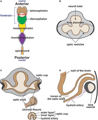 Frontiers | The Ocular Neural Crest: Specification, Migration, and Then ...